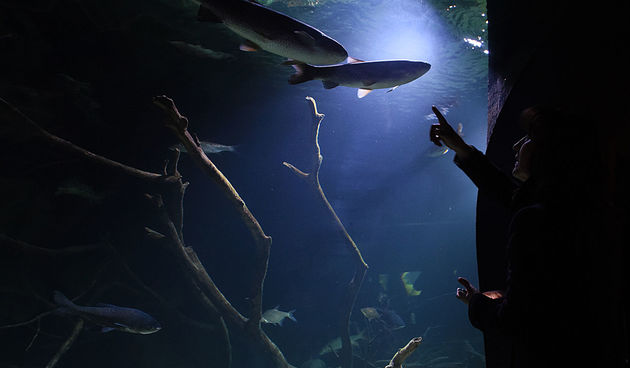 nocmuzejaaquatika(8)