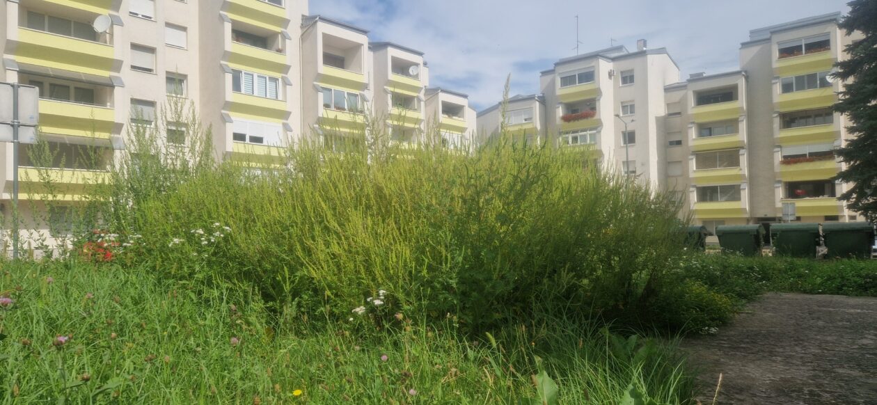 20250902 Švarča – ambrozija 02 20250902 Švarča – ambrozija 02