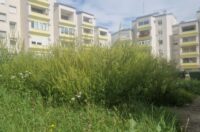 20250902 Švarča – ambrozija 03 20250902 Švarča – ambrozija 03