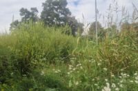 20250902 Švarča – ambrozija 04 20250902 Švarča – ambrozija 04