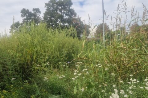 20250902 Švarča – ambrozija 04