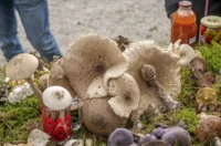 20250927 Sajam udruga Karlovac (foto Igor Čepurkovski) 14