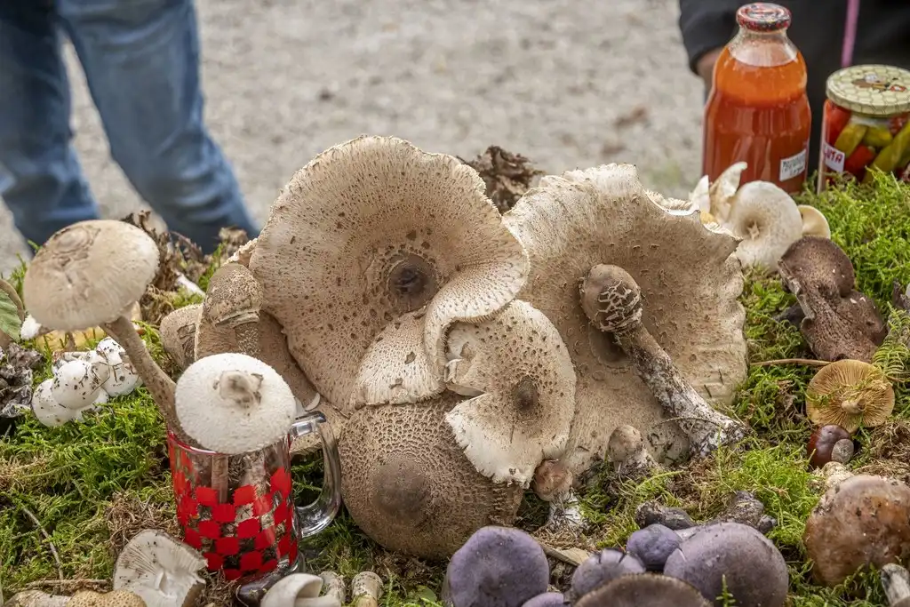 20250927 Sajam udruga Karlovac (foto Igor Čepurkovski) 14