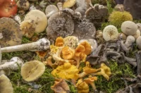 20250927 Sajam udruga Karlovac (foto Igor Čepurkovski) 15