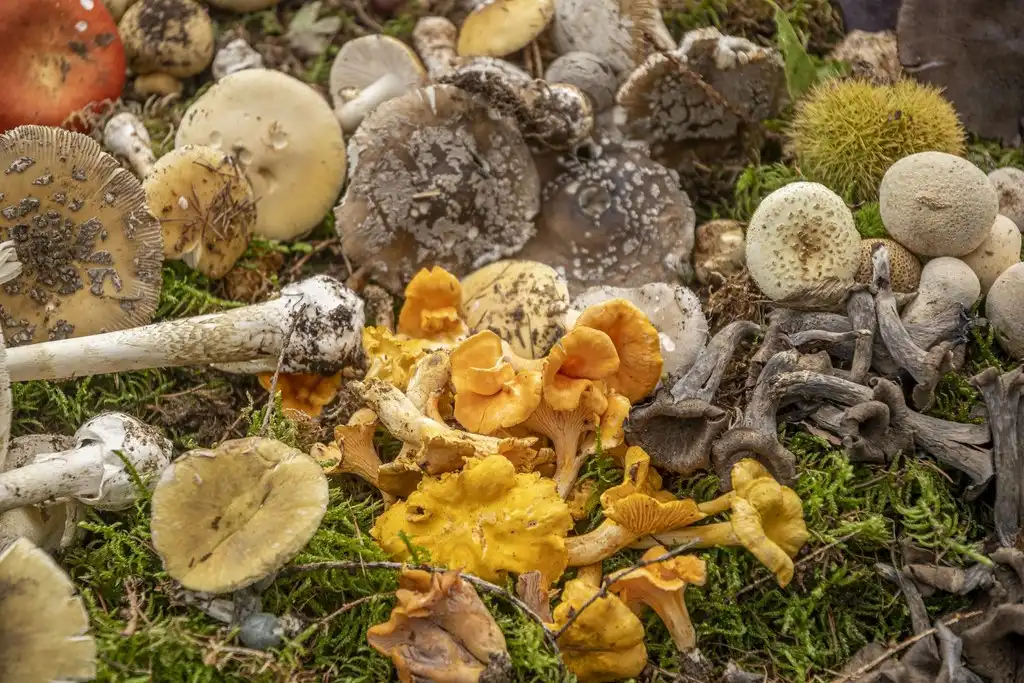 20250927 Sajam udruga Karlovac (foto Igor Čepurkovski) 15