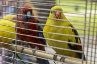 20250927 Sajam udruga Karlovac (foto Igor Čepurkovski) 51 kanarinac