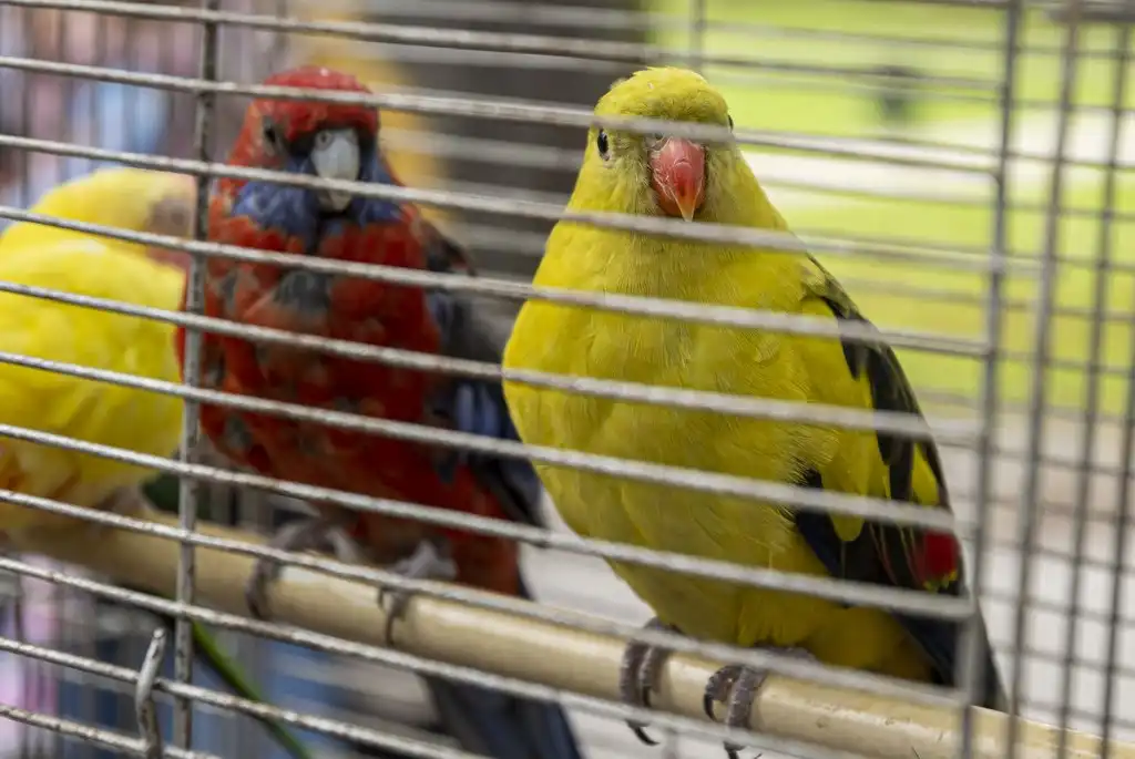 20250927 Sajam udruga Karlovac (foto Igor Čepurkovski) 51 kanarinac