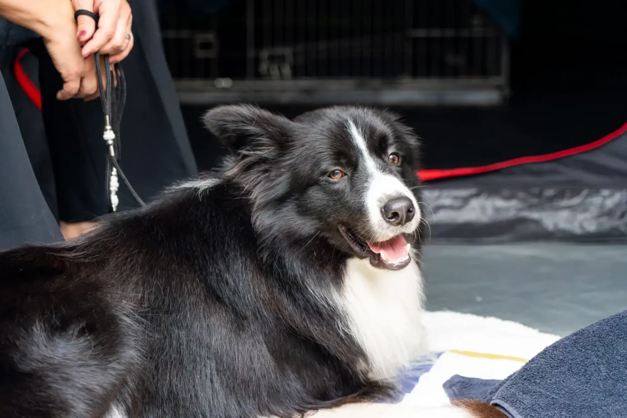 20250927 izložba pasa Karlovac (foto Grad Karlovac) 03
