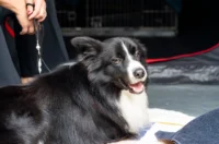 20250927 izložba pasa Karlovac (foto Grad Karlovac) 03