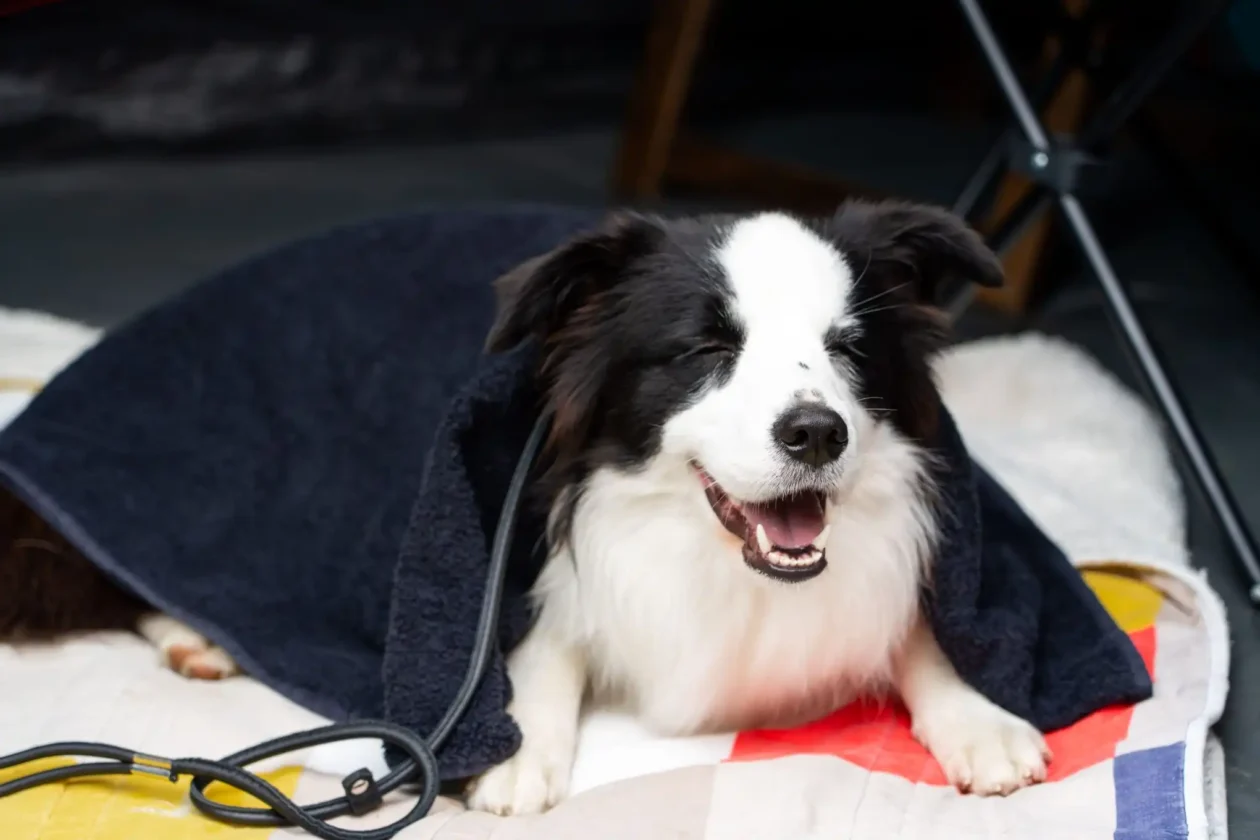 20250927 izložba pasa Karlovac (foto Grad Karlovac) 04