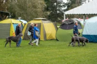 20250927 izložba pasa Karlovac (foto Grad Karlovac) 08