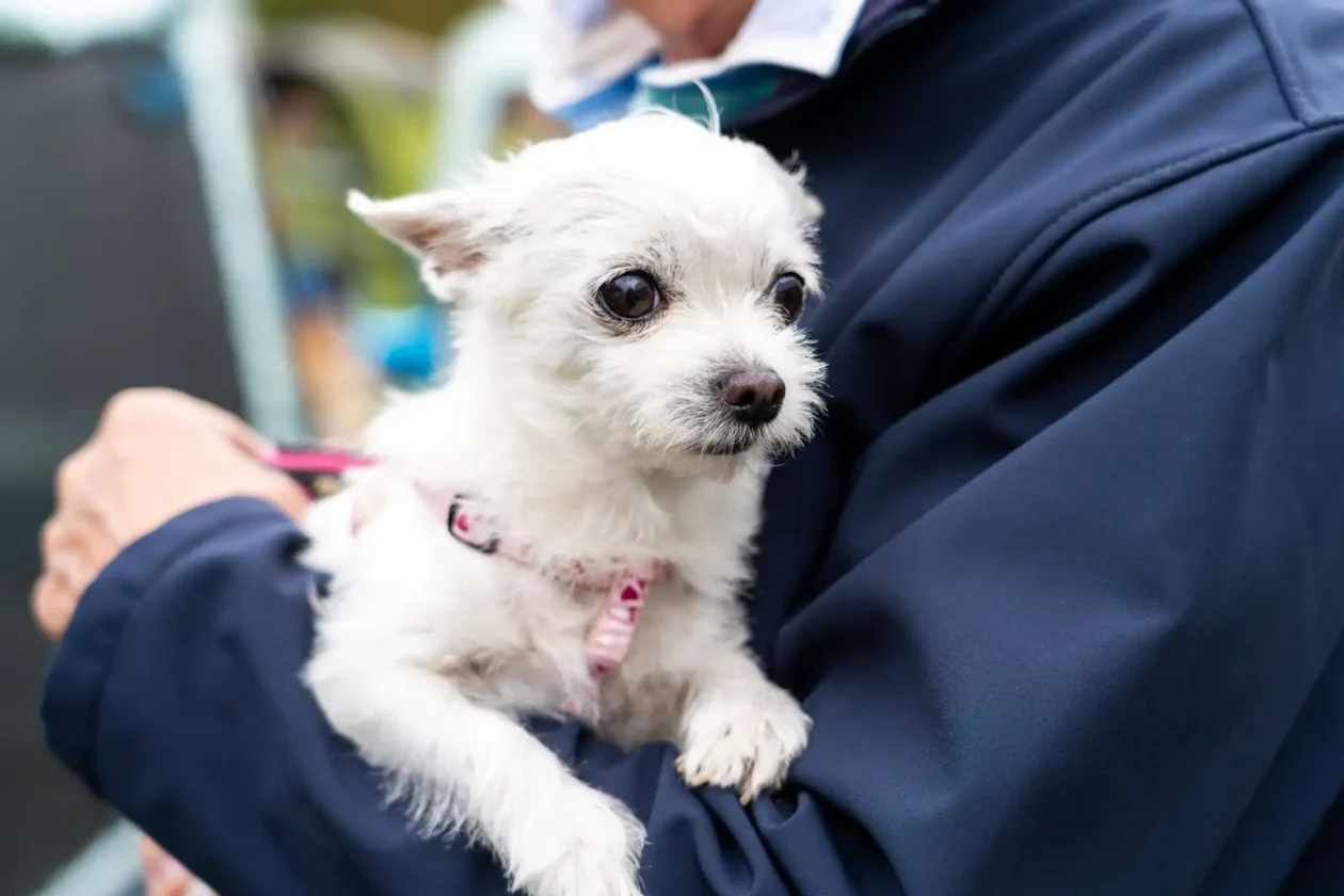 20250927 izložba pasa Karlovac (foto Grad Karlovac) 09