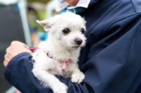 20250927 izložba pasa Karlovac (foto Grad Karlovac) 09