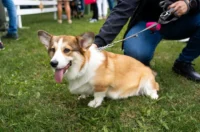 20250927 izložba pasa Karlovac (foto Grad Karlovac) 10