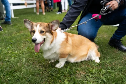 20250927 izložba pasa Karlovac (foto Grad Karlovac) 10