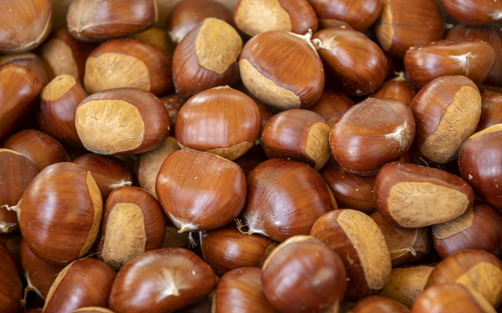 20251010 Kestenijada u Radićevoj ulici (26)