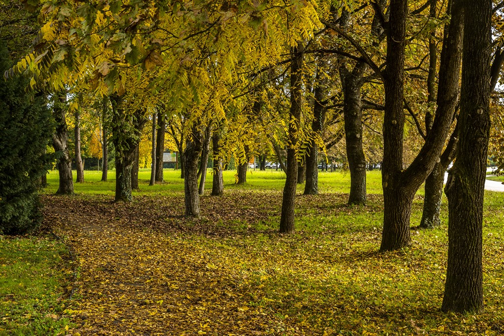 20251014Jesen na Karlovačkim ulicama (72) 20251014Jesen na Karlovačkim ulicama (72)