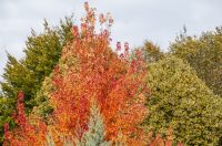 20251014Jesen na Karlovačkim ulicama (76) 20251014Jesen na Karlovačkim ulicama (76)