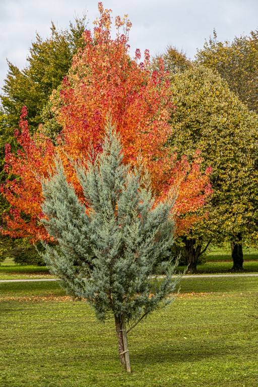 20251014Jesen na Karlovačkim ulicama (76) 20251014Jesen na Karlovačkim ulicama (76)