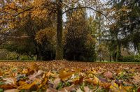 20251027 Karlovačkim ulicama (19) 20251027 Karlovačkim ulicama (19)