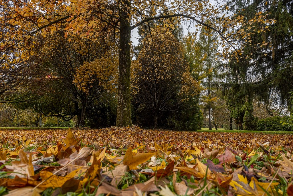 20251027 Karlovačkim ulicama (19) 20251027 Karlovačkim ulicama (19)