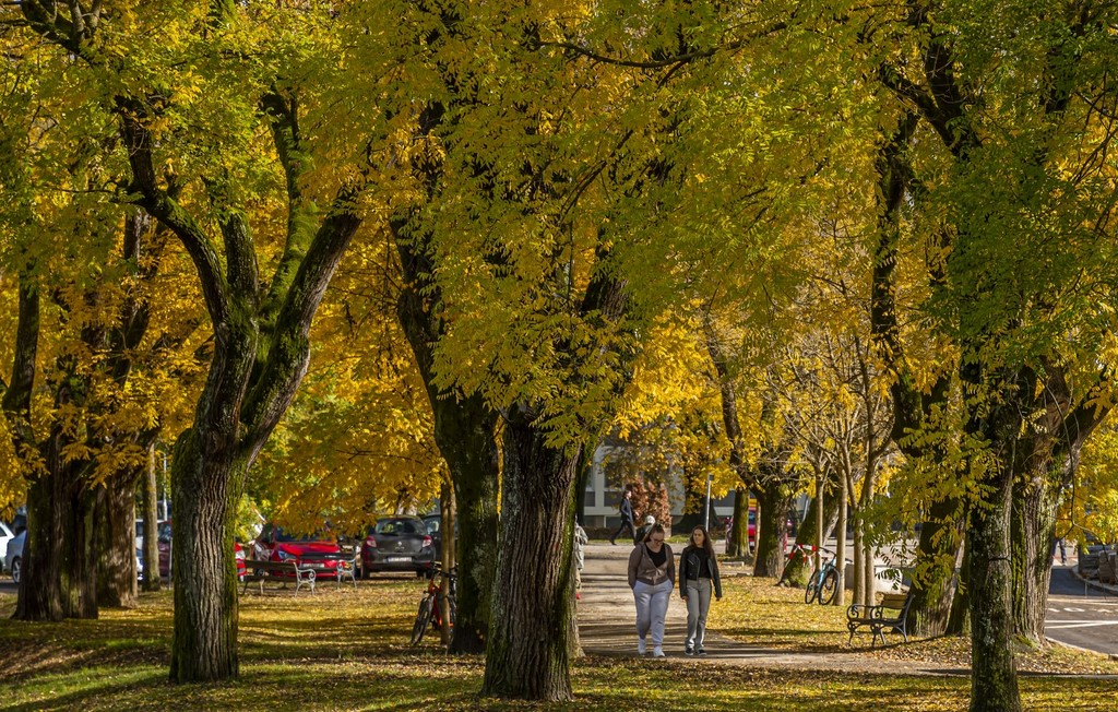 20251027 Karlovačkim ulicama (42) 20251027 Karlovačkim ulicama (42)