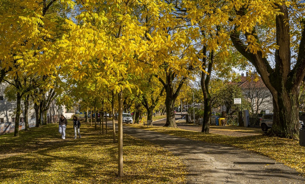 20251027 Karlovačkim ulicama (43) 20251027 Karlovačkim ulicama (43)