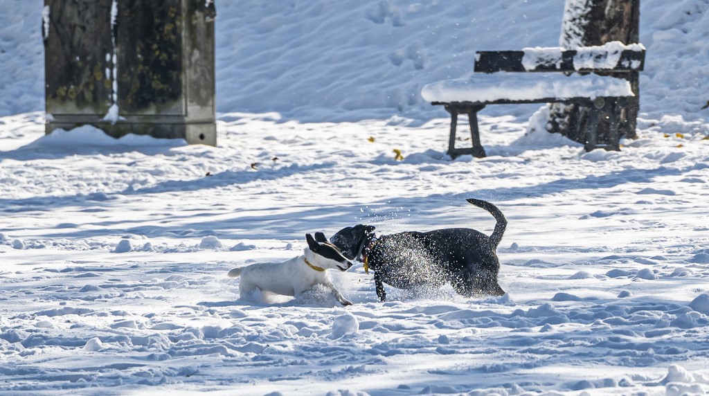20251123 karlovačkim ulicama snijeg (15) 20251123 karlovačkim ulicama snijeg (15)