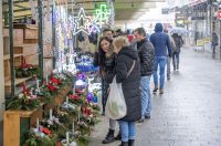 20252412 badnjak (22)