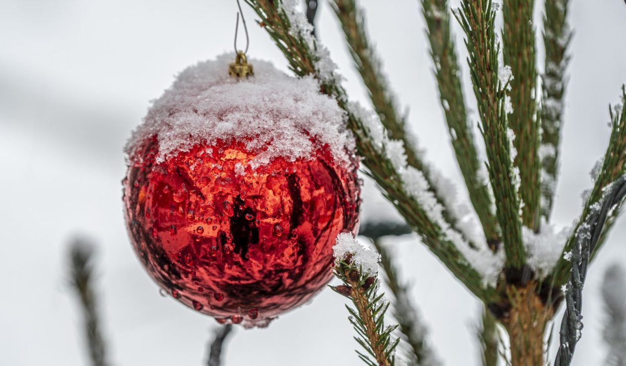 20252412 badnjak (5)