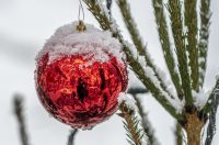 20252412 badnjak (5)