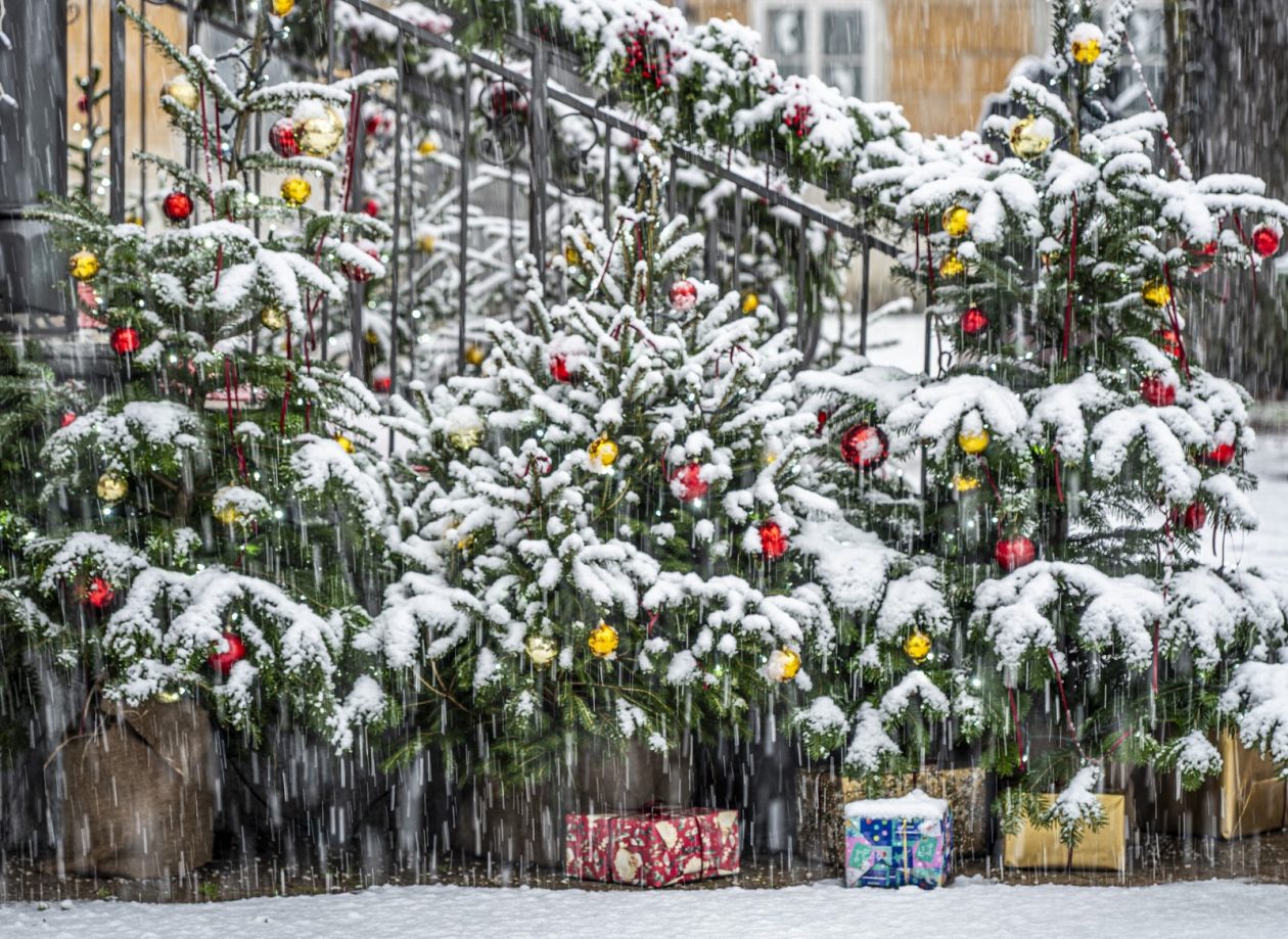 20252412 badnjak (7)