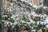 20252412 badnjak (7)