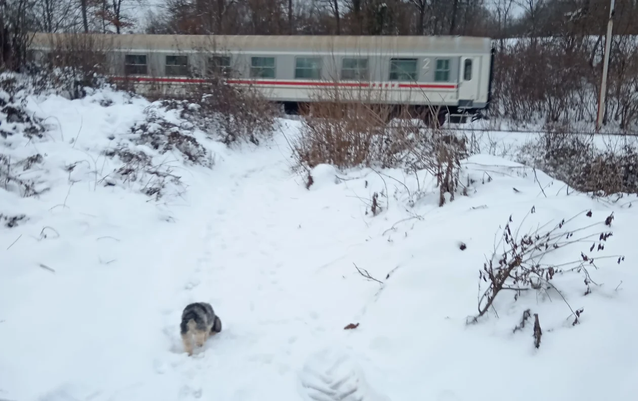 20260112 Donji Zvečaj (foto Dušan Predović) 04