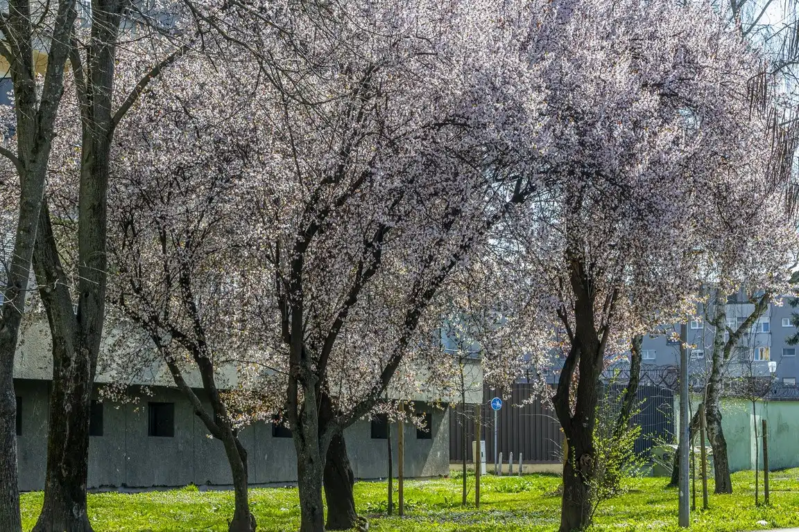 20260314 Karlovac (foto Igor Čepurkovski) 12