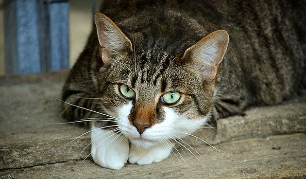 catseyes2671903640