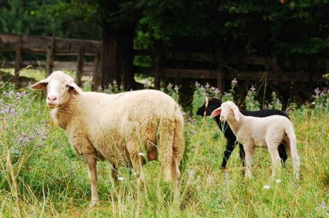 85bd05b4f4734e980c74ef5c0e885f61-view_article_new 85bd05b4f4734e980c74ef5c0e885f61-view_article_new