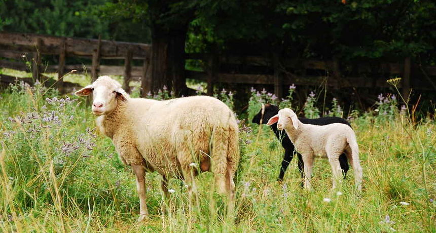 85bd05b4f4734e980c74ef5c0e885f61-view_article_new 85bd05b4f4734e980c74ef5c0e885f61-view_article_new