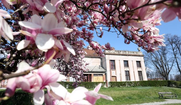 Karlovac: Procvjetale magnolije u gradskim parkovima