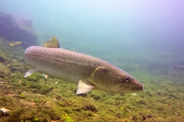 Snimka zaslona 2024-10-29 092606