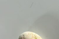 WhatsApp Slika 2025-08-04 u 09.08.46_2e886106