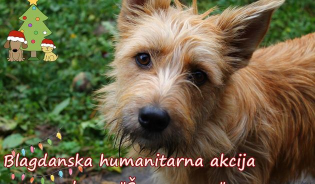 sapablagdanskaakcija