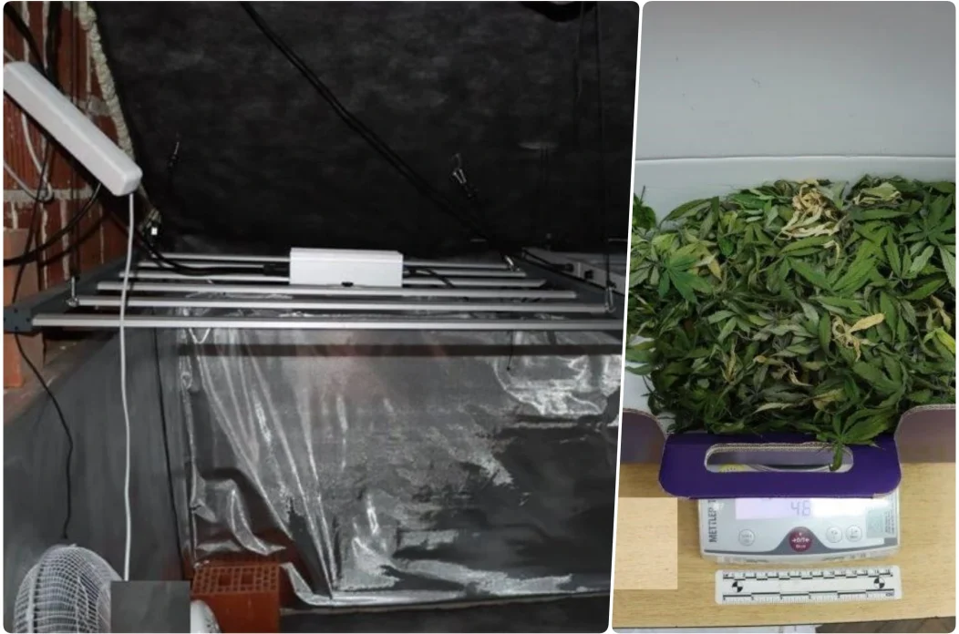 canabis plaski canabis plaski