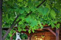 casa kapusta sabljaci (77)