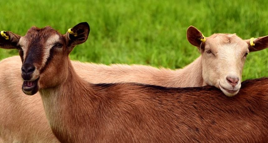 goats2719445640 goats2719445640