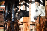 contessa draganic (1)