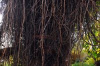 contessa draganic (12)