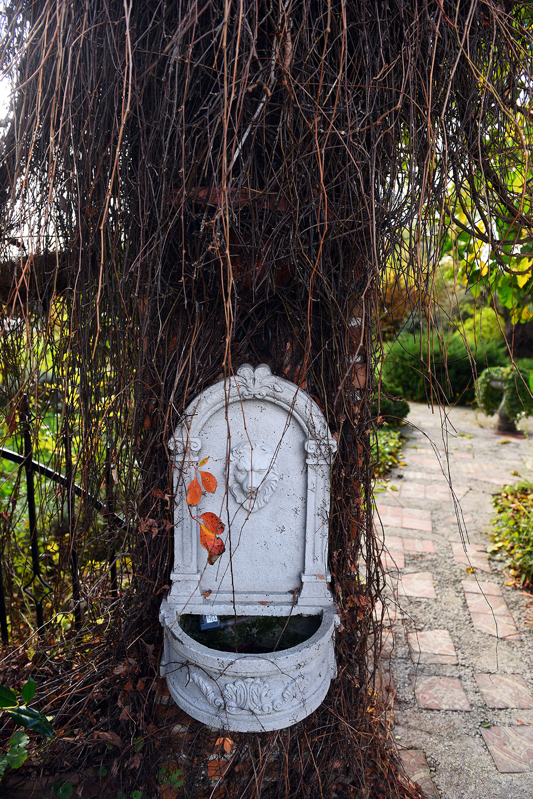 contessa draganic (12)