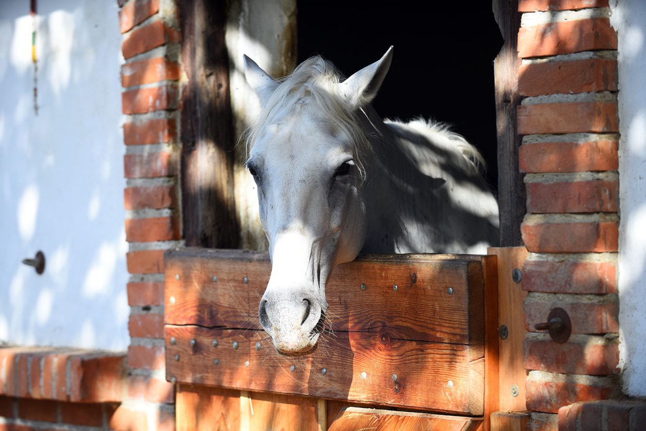 contessa draganic (2)