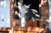 contessa draganic (2)